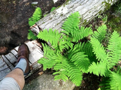Foot log fern 6-14-13
