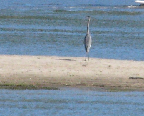Great Blue Heron on sandbar of the Oxbow, which branches off the Connecticut River.