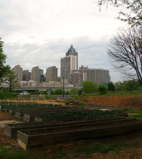 The skyline beyond the garden.