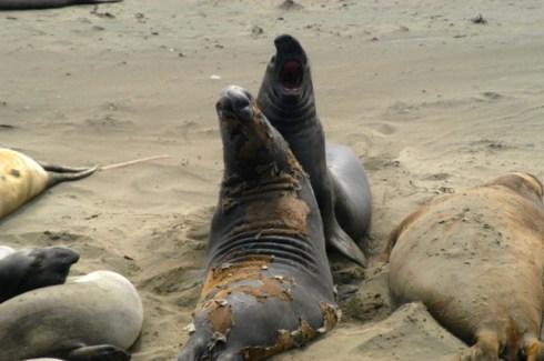 Elephant seals duke it out playfully on California Highway 1.