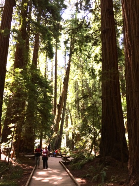 Redwoods dwarf Monday hikers.